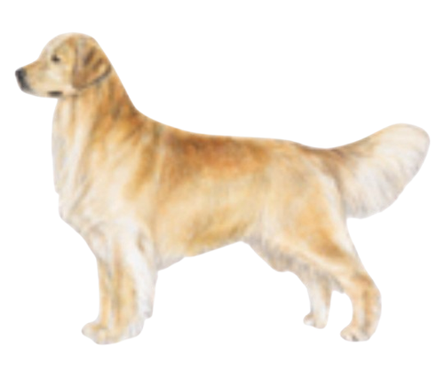 GOLDEN RETRIEVER - Etiquetas de dirección de devolución - 1" x 2 5/8" - Personalizadas - Imagen 7 de 34