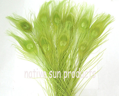 10 Peacock Eye Feathers 10-15'' Length  Bleached & dyed 21 colors Available
