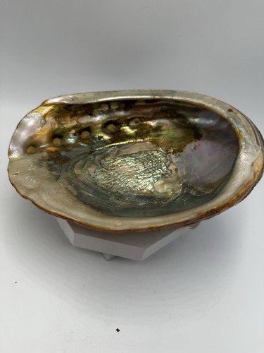 Conchiglia vintage Abalone lucida grande due piedi 8x6,5" - Foto 1 di 9