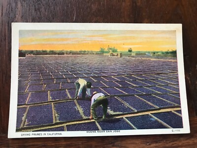 Drying Prunes in California Scene Near San Jose Postcard