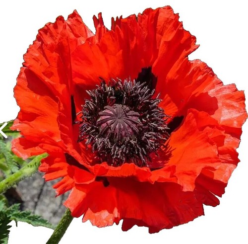 Primo Piano Del Papavero Giallo Immagine Stock - Immagine Di Arancione, Bello: 20749 - Foto 2