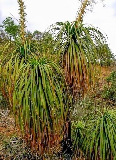 Oaxacan Pony Tail Tree Seeds (10 Seeds)