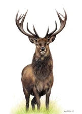 Red Deer Stag by Sarah Stribbling Fine Art Print Nature Wildlife Hunting 17x23