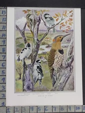 1920 ANIMAL BIRD CREEPER DOWNY WOODPECKER CHICKADEE FLICKER NATURE PRINT DC06