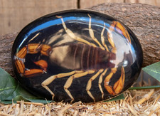 Real Scorpion Belt Buckle Western Women Men Cowboy Hecho en Mexico Vintage Metal