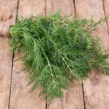 DILL 25 FRESH HERB SEEDS FREE USA SHIPPING