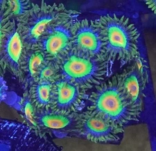 [WYSIWYG] OG Rasta Zoa Mini Colony #10 Easy Softy Live Coral Zoanthids Paly