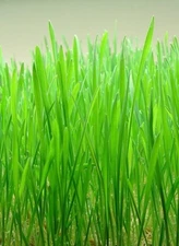 Wheatgrass Seeds - Cat Grass - Non Gmo - Edible - Microgreens 250+ Seeds