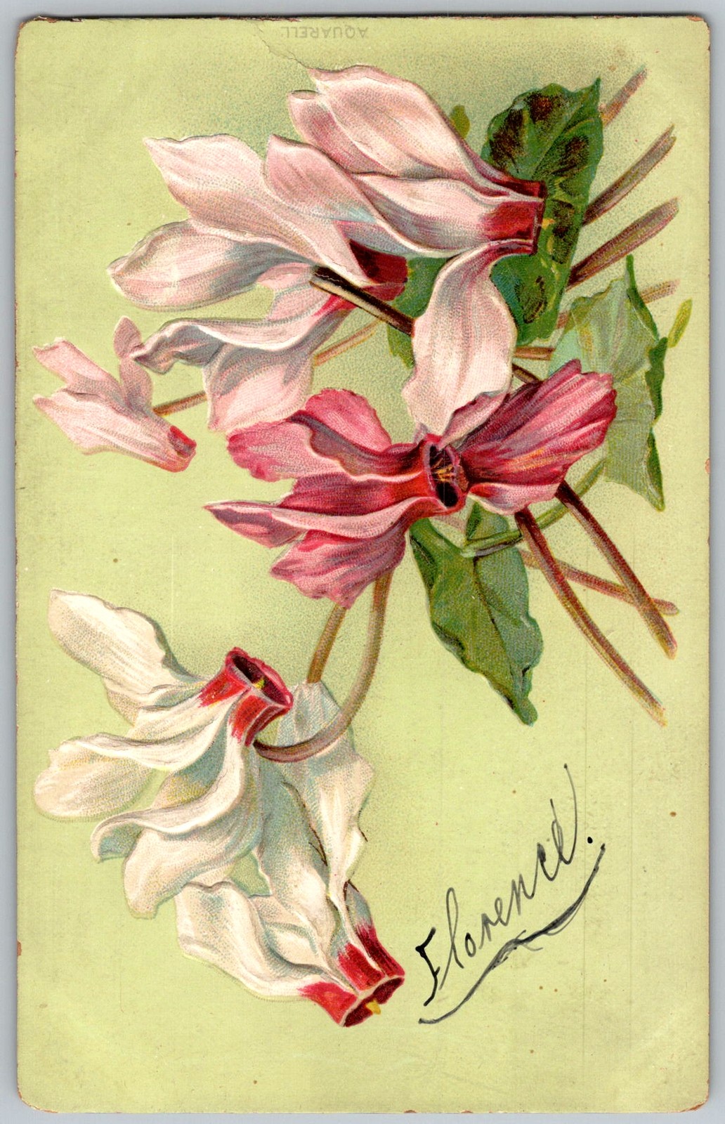 Antique Postcard Cyclamen Floral Bouquet 1910s