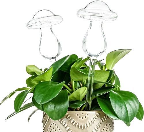 Back To The Roots: Kit Di Coltivazione Autoirrigante In Vetro Per Piante Grasse E Cactus. Fioriera Idroponica Con Sistema A Stoppino, Perfetta Per Bambini E Scienza STEM. - 4