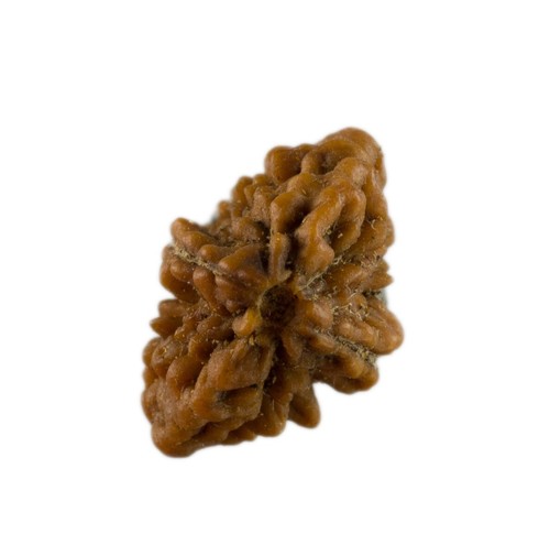 Semi Di Rudraksha - 2 Facce - 25,6 Mm 2G - RUDRAKSHA - Top Qualità Grado AAA+ - Picture 3 of 6