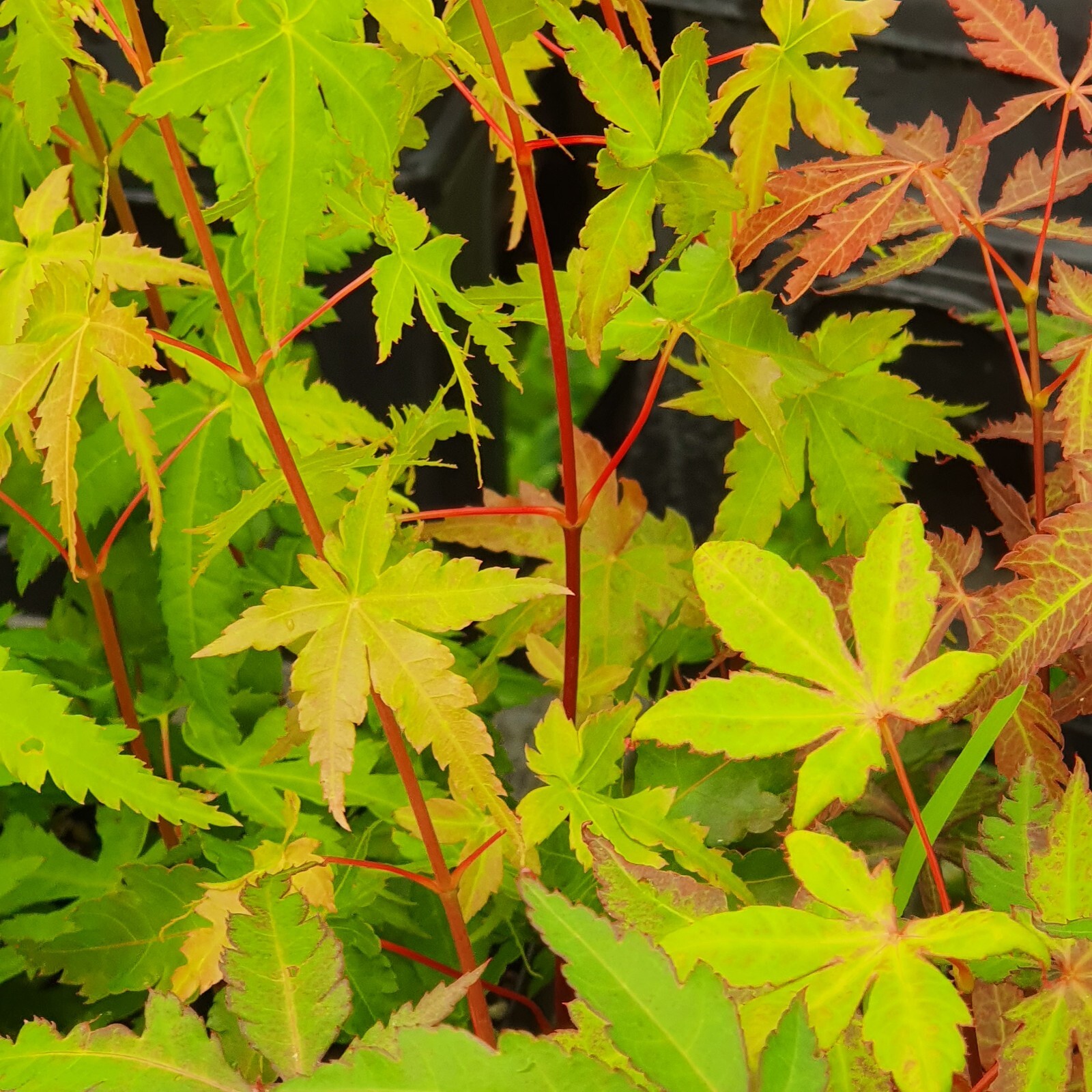 3 x Japanese Maple (Acer palmatum) 10 20 cm Garden Bonsai eBay