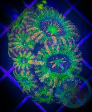 SAF~ ‘WYSIWYG” Purple Acan  coral Frag Plug, Colony Live, LSP, Lord