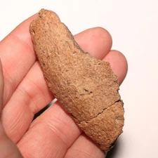 Ankylosaurus Scute Chunk Dinosaur Fossil from Hell Creek Formation CRETACEOUS