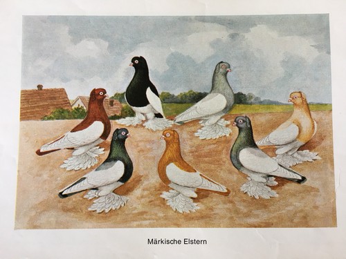 Geschenkidee für Taubenzüchter - nostalgische Kunstdrucke gerahmt - Mövchen - Bild 38 von 38