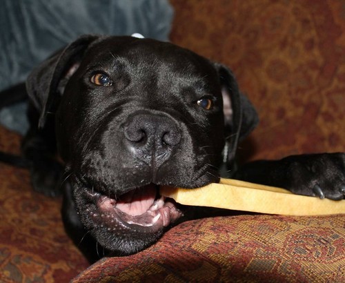 Super Himalayan Dog Chew Yaky Treat,Hard Cheese Long Lasting Natural Organic - Picture 50 of 76