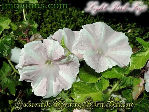 Light Pink Fuji Japanese Morning Glory 6 Qty - Picture 2 of 7