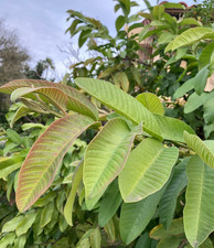 Organic Guava Leaves 100 pieces - Fresh - Psidium guajava - Arizona Grown