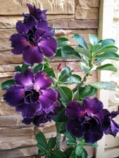 4 Purple Desert Rose Seeds Adenium Flower Perennial Flowers Seed 212 US SELLER