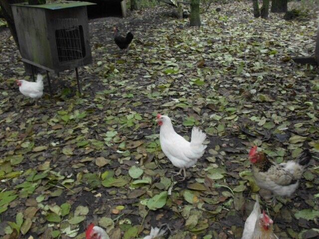 Bild 2 von 4