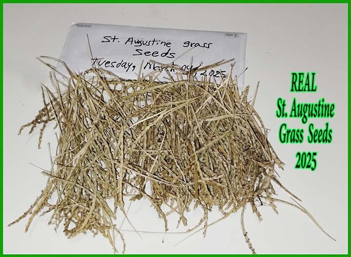 St. Augustine Grass Cuttings Roots Seeds READ PLZ | eBay
