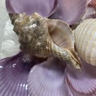 Shimmering Sea Shell Trinket or Jewelry Box With Decorative Shell Top — photo 9