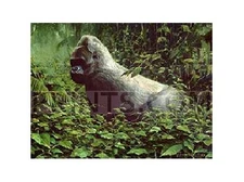 Bradley Parrish Rainforest Prince - Lowland Silverback Gorilla