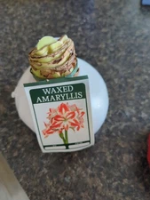 x1 Waxed Amaryllis Bulb – White Wax W/ Red and White Blooms– Live Holiday Gift 