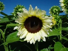 Sunflower Seed: Pro Cut White Nite Sunflower Seeds  Fresh Seed