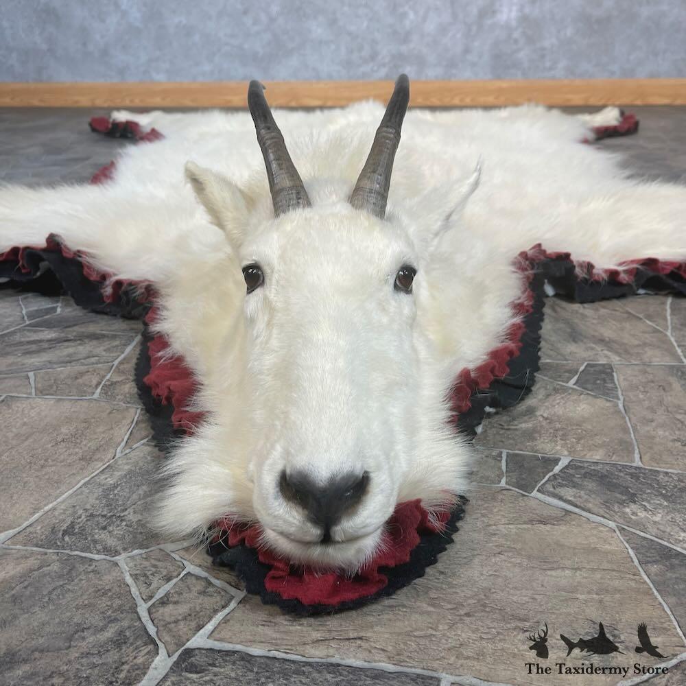 ZORN area area goat remix武道館MACCHO ZORN area area goat remix武道館MACCHO（ele-king webpage: æ