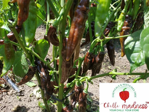 Aji Panca Chocolate Chilli Pepper Sustainably Grown in Australia 10 Seeds - Picture 9 of 10