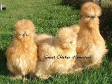 Silkie 10++ MULTI Gorgeous Plumage Bearded blue black buff paint Hatching Eggs!