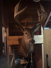 White tail deer head mount taxidermy 12 point plus buck