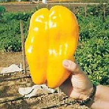 15 YELLOW MONSTER GIANT SWEET PEPPER SEEDS ~ heirloomseedguy ~ 2025 ~ NON-GMO