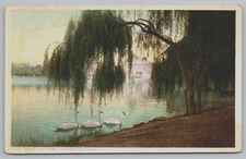 Postcard, West Lake Park, Los Angeles, California, CA, Swans, Unposted