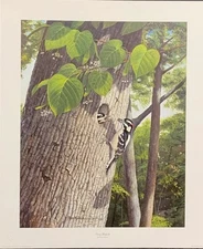 RAY HARM DOWNY WOODPECKER(BASSWOOD)# 55- A VERY BEAUTIFUL PRINT- MUST BE SEEN !!