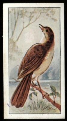 Tabakkarte, CWS, BRITISH & FOREIGN BIRDS, 1938, Nightingale, #15