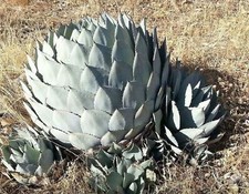 Agave parryi subsp. parryi, Agave di Parry, Pianta del Secolo, Mescal - 10 Sementi