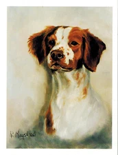 New Brittany Spaniels Head Study Notecard Set  12 Blank Note Cards Ruth Maystead