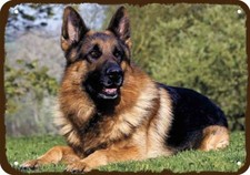 Beautiful Red  Black German Shepherd Dog Pup Vintage-Look DECORATIVE METAL SIGN