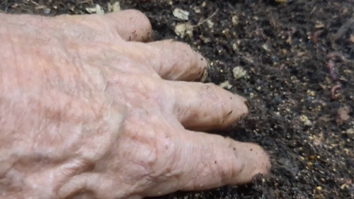 250+ Red Wiggler Worms, Blue worms ,Red worm mix ,all great composters - Video 1 of 1