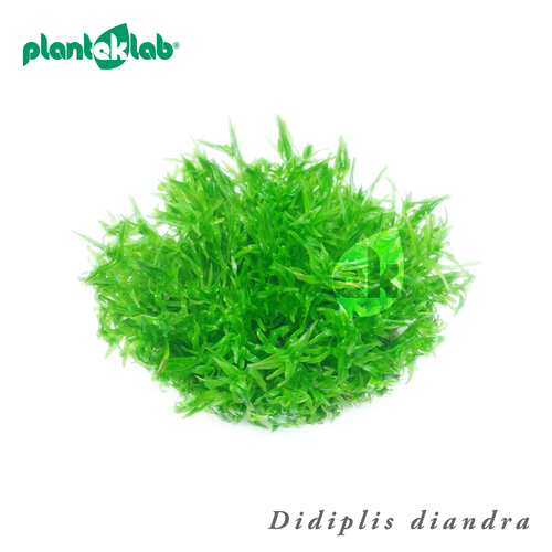 Live Aquarium Plants, In Vitro | Fish and Shrimp Safe | Carpeting | UK Grown - Picture 18 of 94