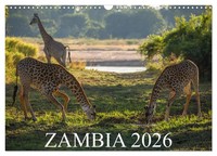 Zambia (Wall Calendar 2026 DIN A3 Landscape), Calvendo 12 Month Wall Calendar