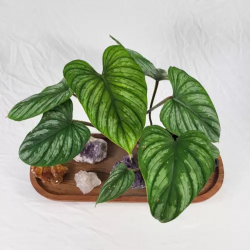 Philodendron Plowmanii 4" pot, ships nationwide