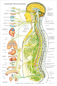 Chiropractic Nervous System Chart