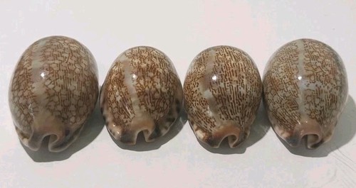  COWRIE Sea SHELL 1  5/8 - 2" Lot 0f 4 Brown Beige Black Nautical DÉCOR CRAFTS