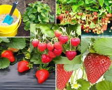 250PCS Alpine Strawberry Fast Growing Wild Strawberry Fragaria Vesca Seeds Heirl