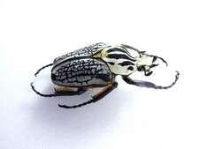 Goliathus Beetle for sale | eBay