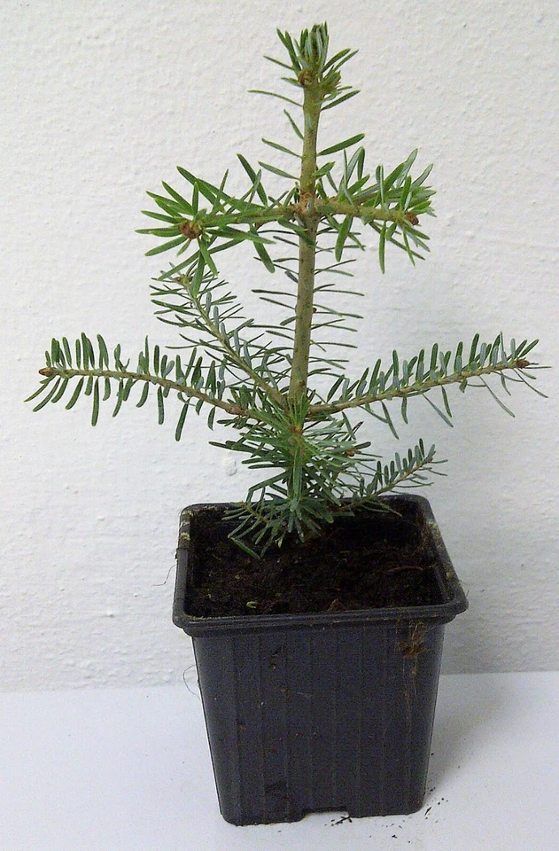 Zwerg-Koreatanne Abies koreana 'Nana' Pflanze 5-10cm Korea-Tanne Tanne Rarität - Bild 2 von 2