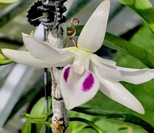 dendrobium anosmum var semi alba Vietnamese Phu Tho  